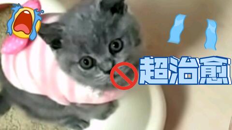 宠物猫怎么叫好听