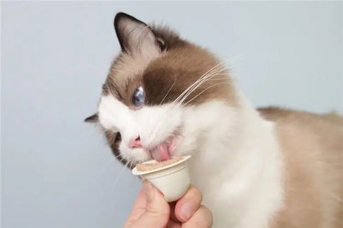 宠物猫有口臭吗怎么办啊