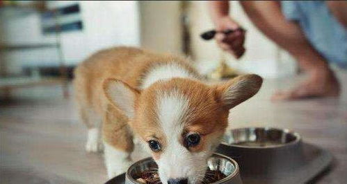 柯基犬宠物狗粮怎么喂
