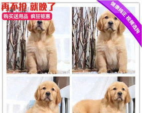 宠物狗大裤衩怎么做好看