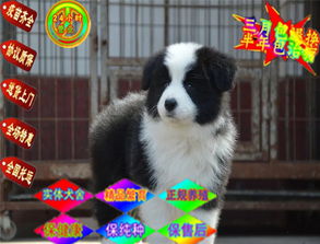 陨石牧羊犬多少钱