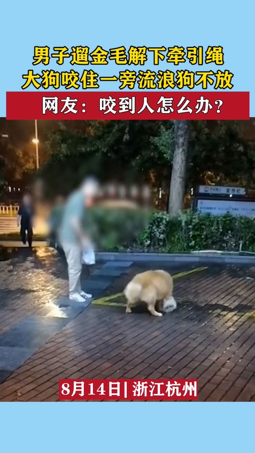 放宠物狗咬流浪狗怎么办