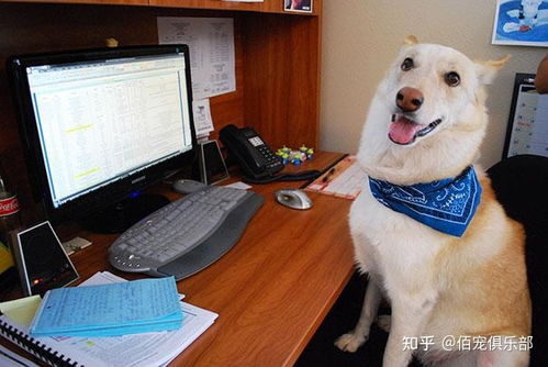 上班带在身边的宠物狗怎么办