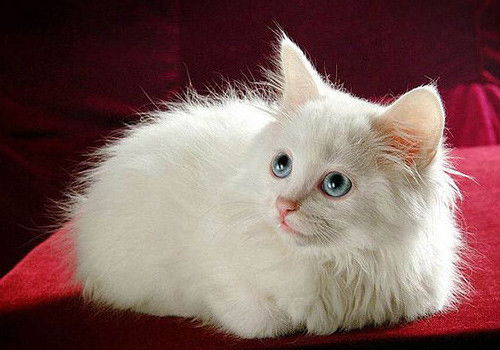 宠物猫应该怎么喂养呢