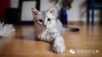 怎么让宠物猫怀孕