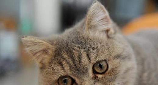新人怎么选宠物猫