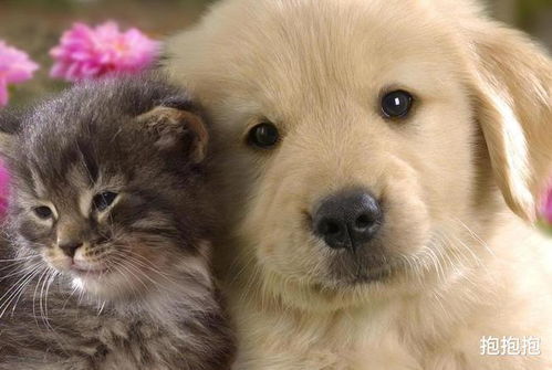 怎么养宠物猫狗