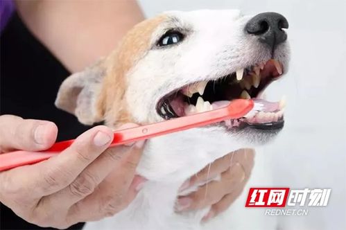 宠物狗被打断牙了怎么办