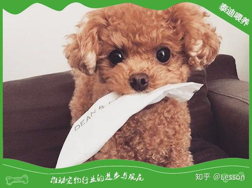 泰迪狗骨折多少钱