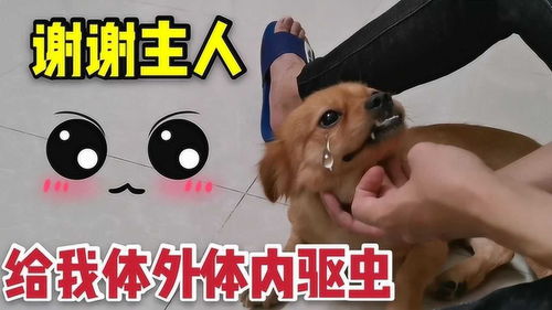 给宠物狗买驱虫药怎么买