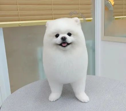 博美犬修毛多少钱