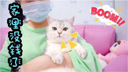 宠物猫怎么赚钱
