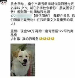 找到走失宠物狗怎么办呢