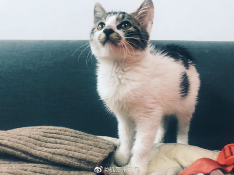 怎么买个宠物猫