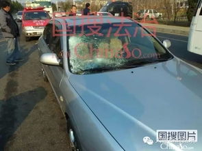 宠物狗被撞飞了怎么办啊