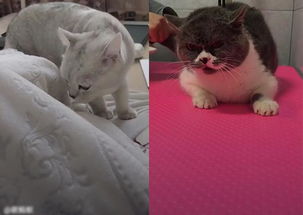 做点宠物猫生意怎么样啊