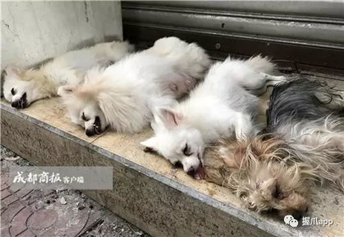 兽医看小宠物狗怎么样啊