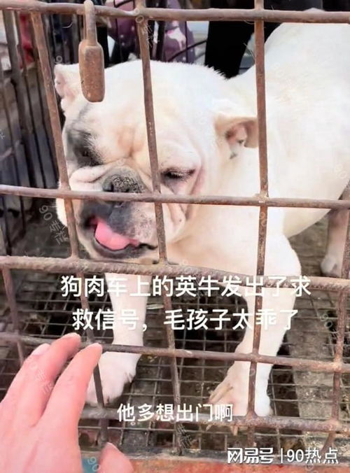 宠物狗大量积压怎么办呀