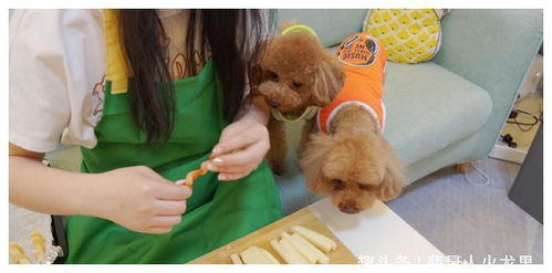 宠物狗的零食怎么做简单