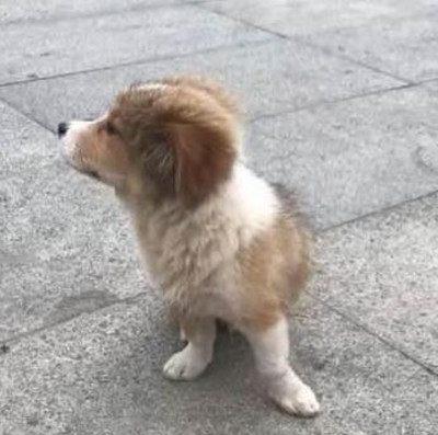宠物狗狗追流浪狗怎么办