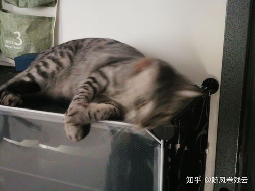 宠物猫怎么带出门