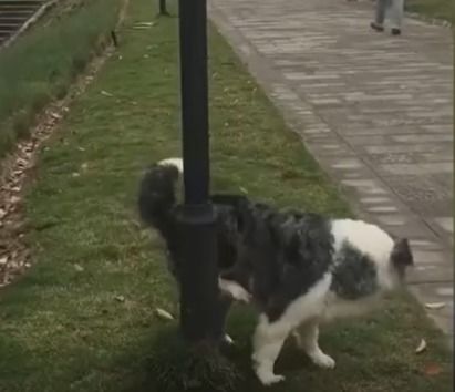 宠物狗随地撒尿怎么办啊