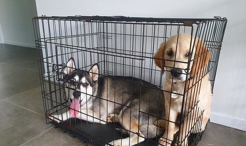 两人因宠物狗打架怎么办