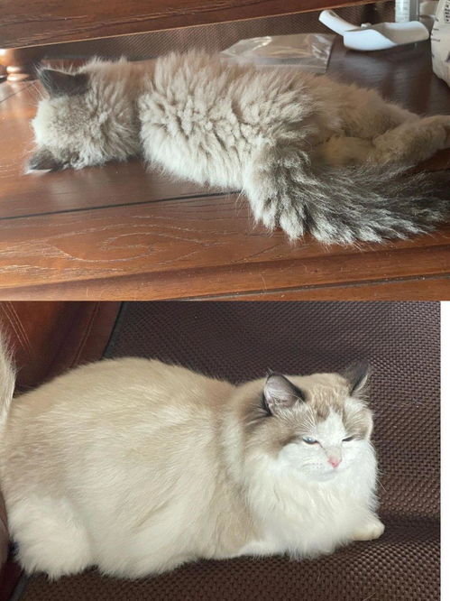 宠物猫怎么喂鱼油好呢