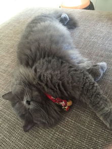 长毛蓝猫多少钱一只