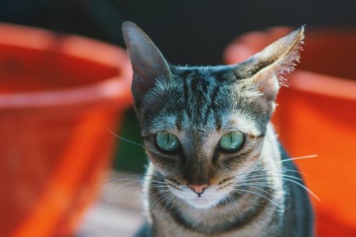 宠物猫怎么磨牙齿