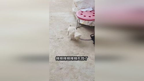 宠物狗爱吃辣怎么回事啊