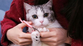 宠物猫磨指甲怎么回事儿