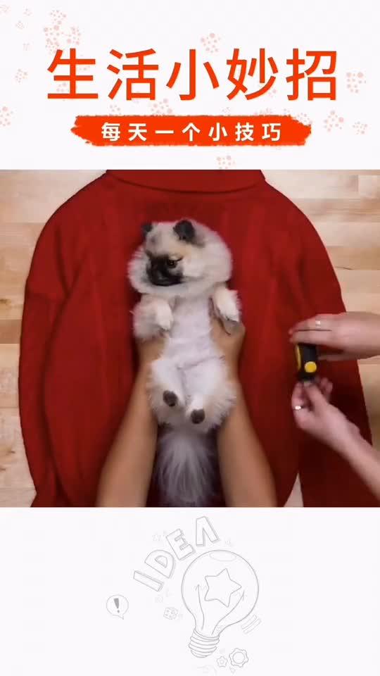 给狗子做窝宠物狗怎么做
