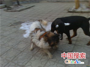 主人与宠物狗互咬怎么办