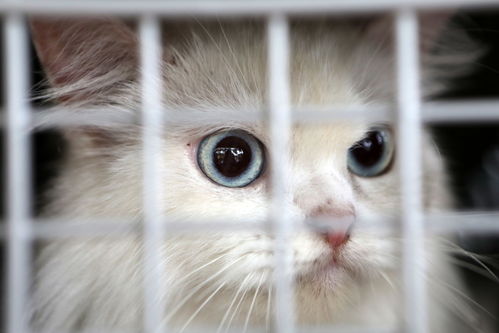 宠物猫怎么检查狂犬