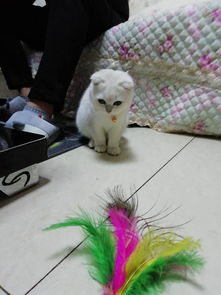 宠物猫怎么锻炼胆量