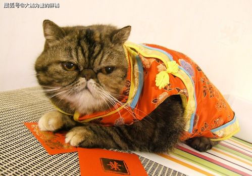 宠物猫怎么过年