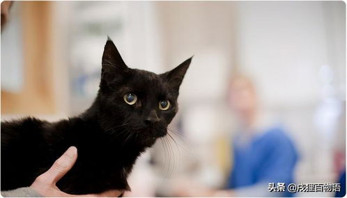 怎么分辨是家猫宠物猫