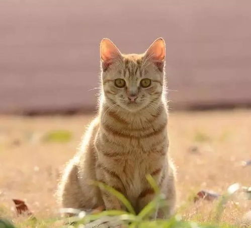 拍摄宠物猫话题怎么写