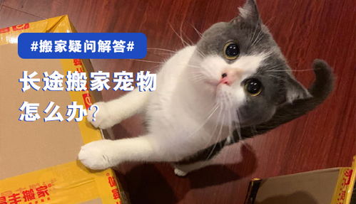 宠物猫铁路怎么托运