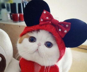 史努比怎么画宠物猫