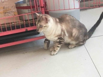 宠物猫怎么拴养的猫