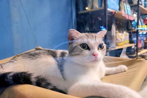 怎么去宠物店看宠物猫