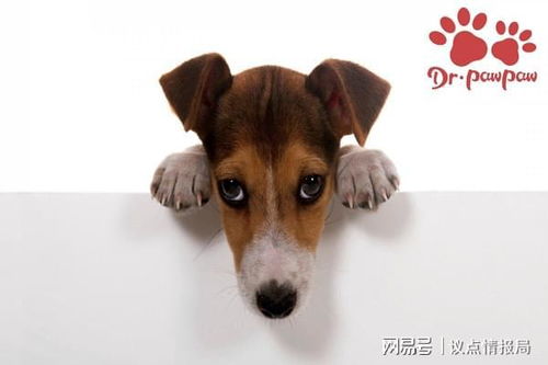 不喜欢咬东西的宠物狗怎么办