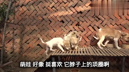 宠物狗戴的小铃铛怎么戴
