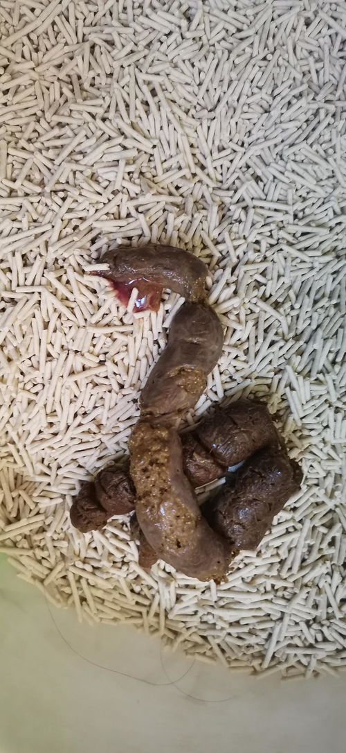 宠物狗大便有血怎么办啊