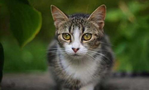 宠物猫项目现状怎么写