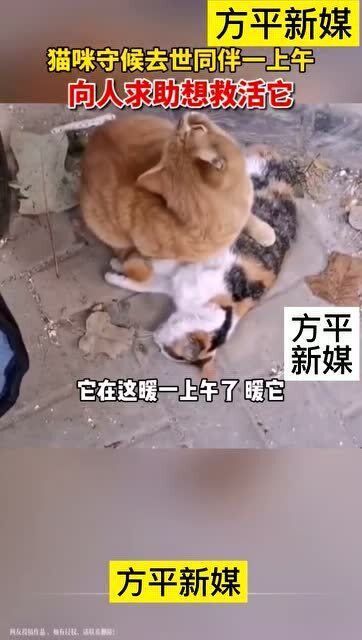 怎么给宠物猫安葬