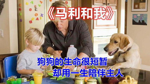 宠物狗生命很短怎么办啊