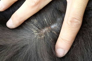宠物猫身上虱子怎么解决